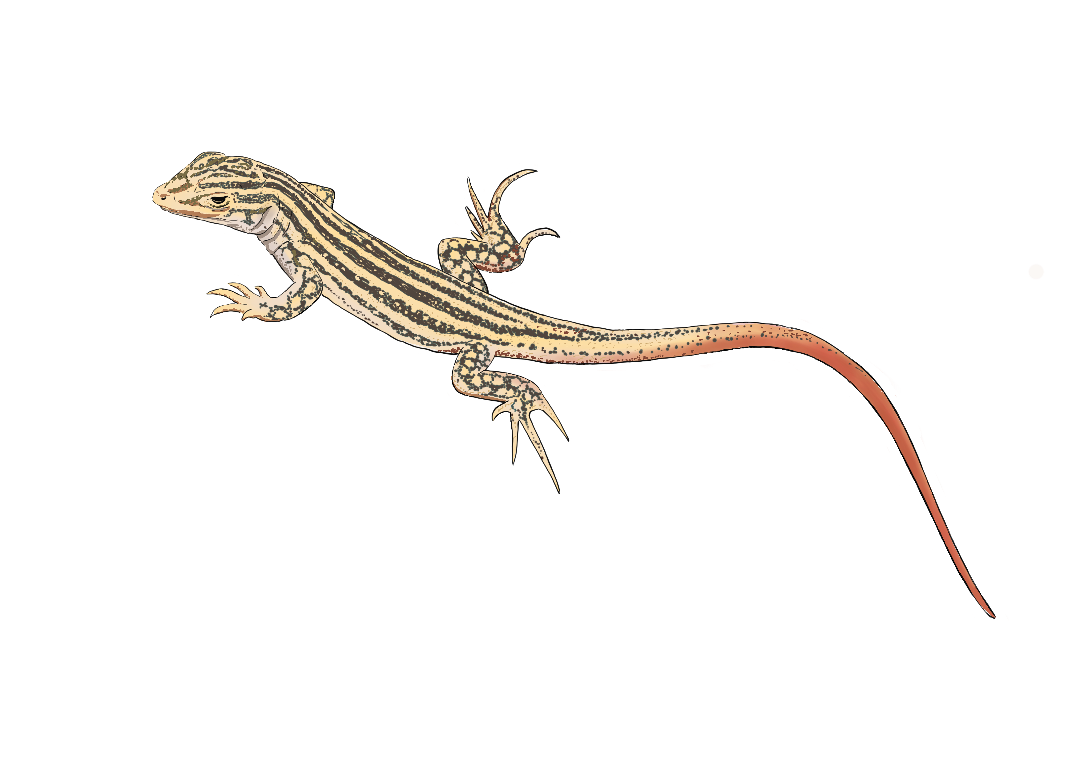 Lagastija coliroja. Técnica digital