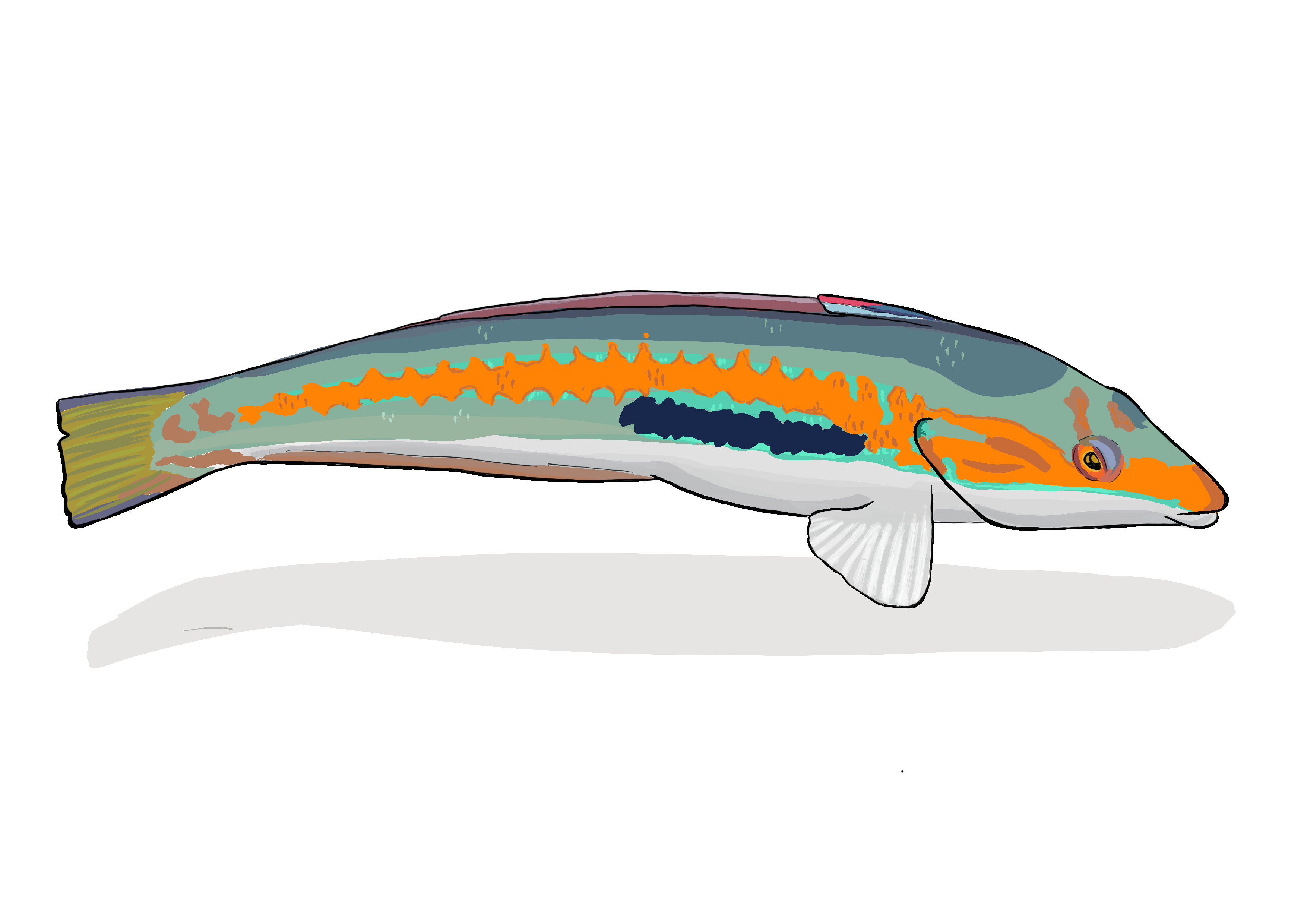 Coris. Técnica digital