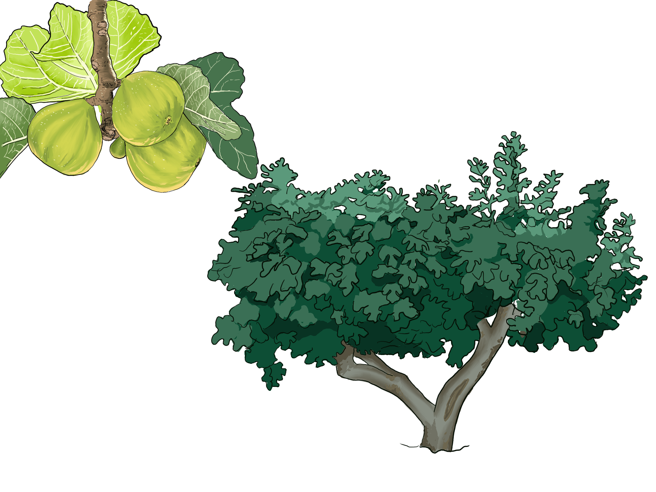 higuera. Técnica digital