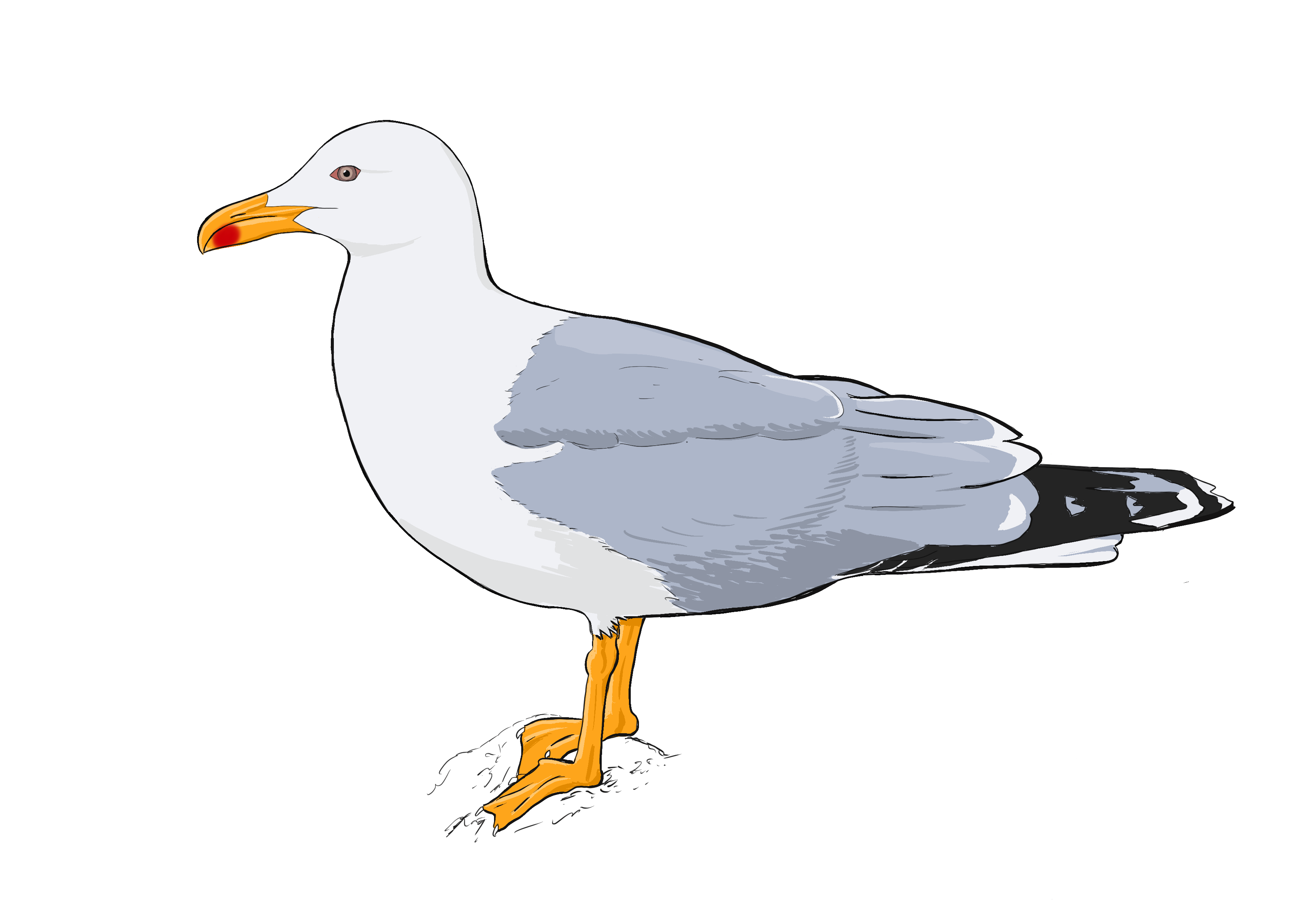 Gaviota. Técnica digital