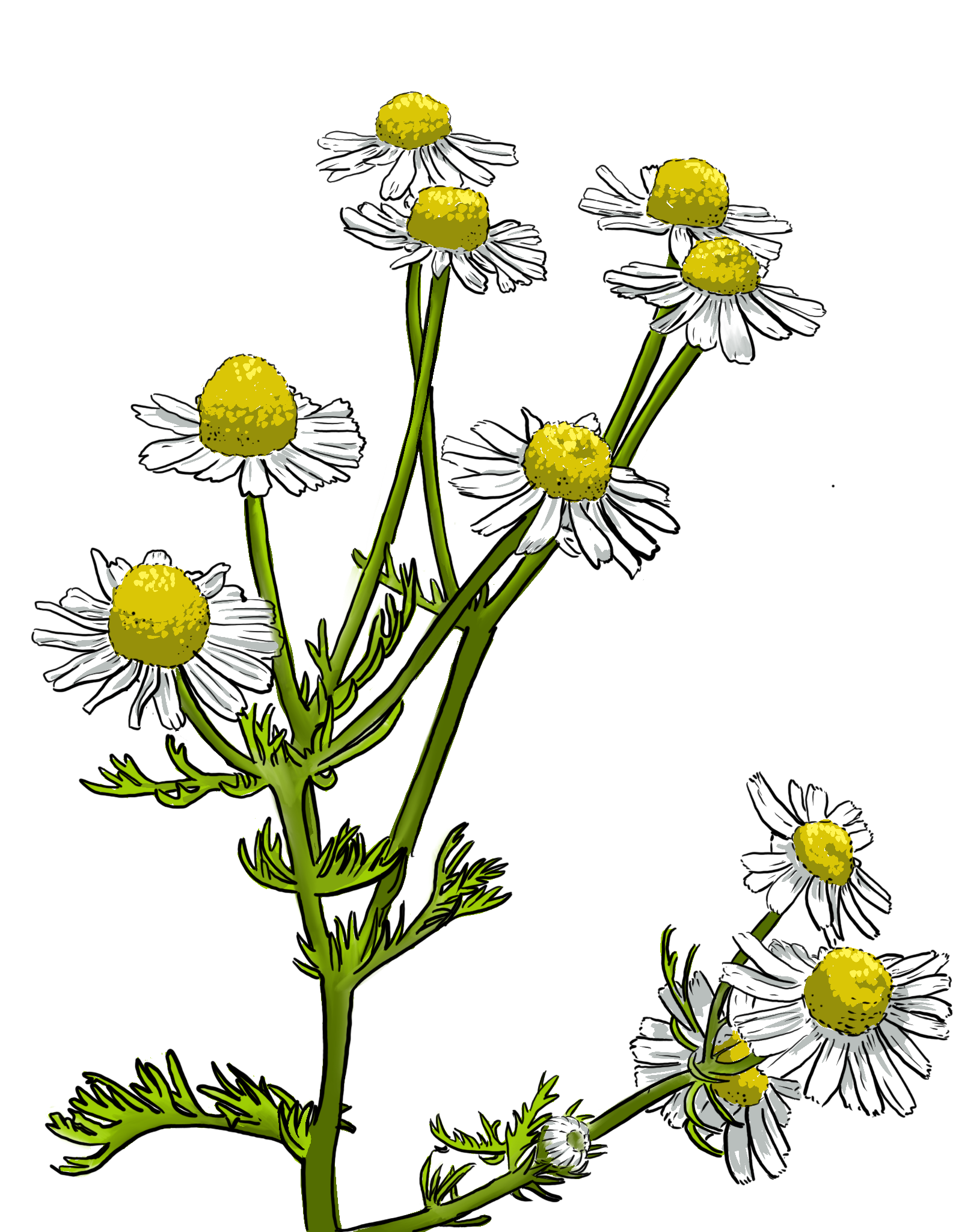 manzanilla. Técnica digital