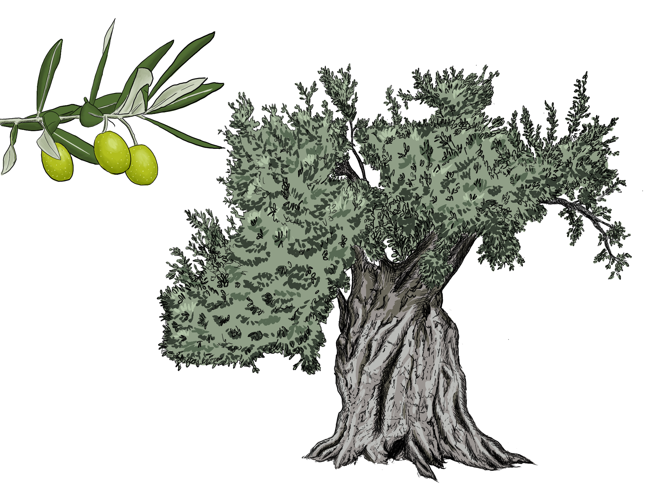 olivo. Técnica digital