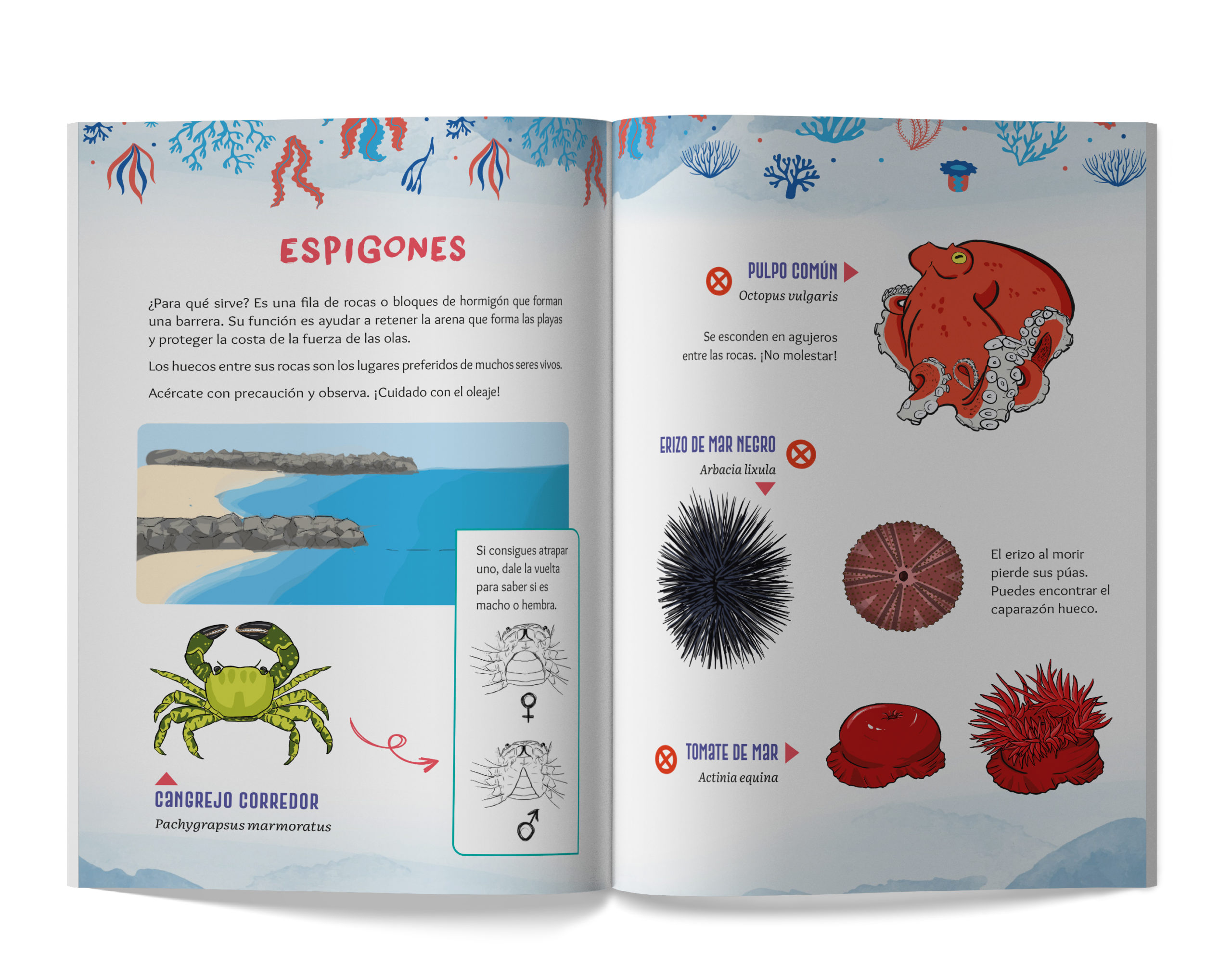 Ilustración del libro