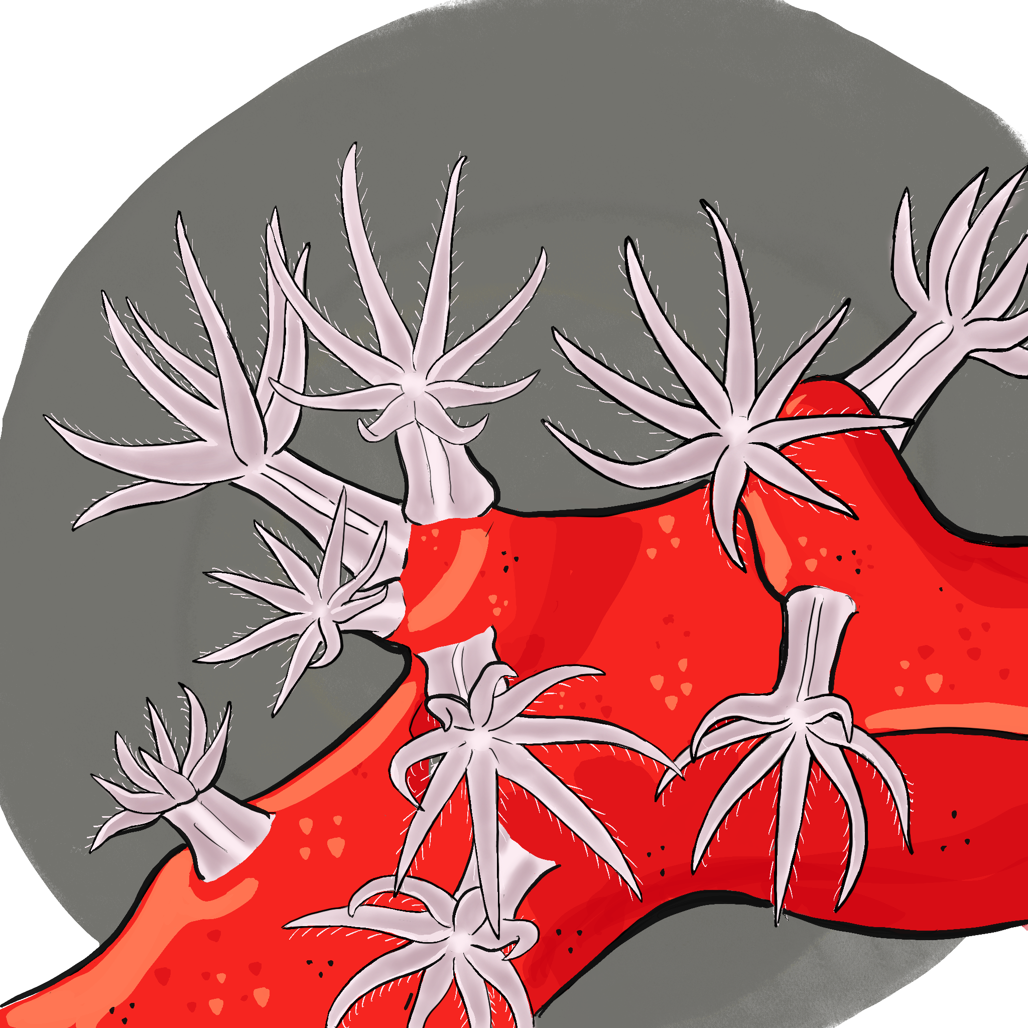 polipos. Técnica digital