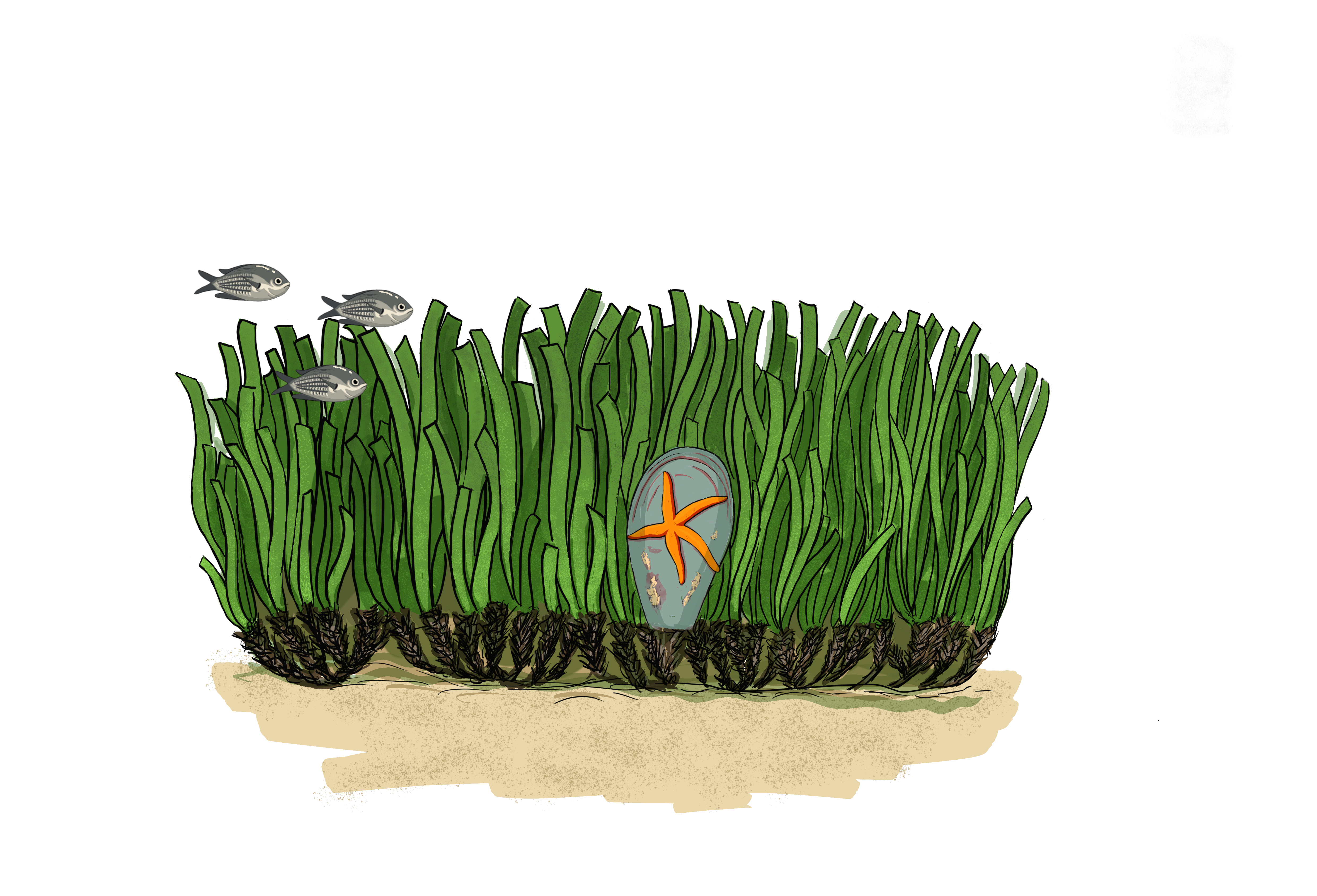 Posidonia. Técnica digital