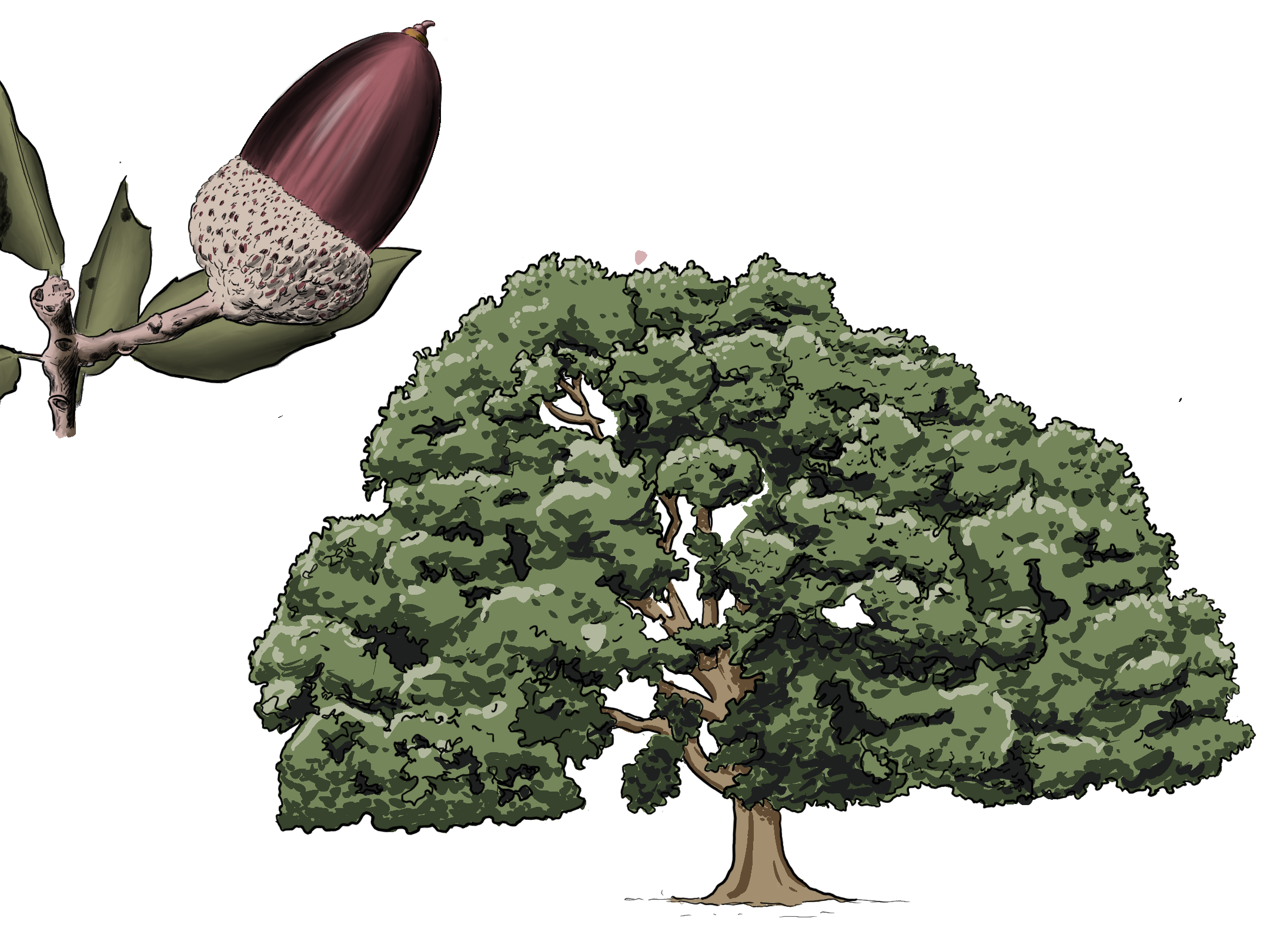 Encina. Técnica digital