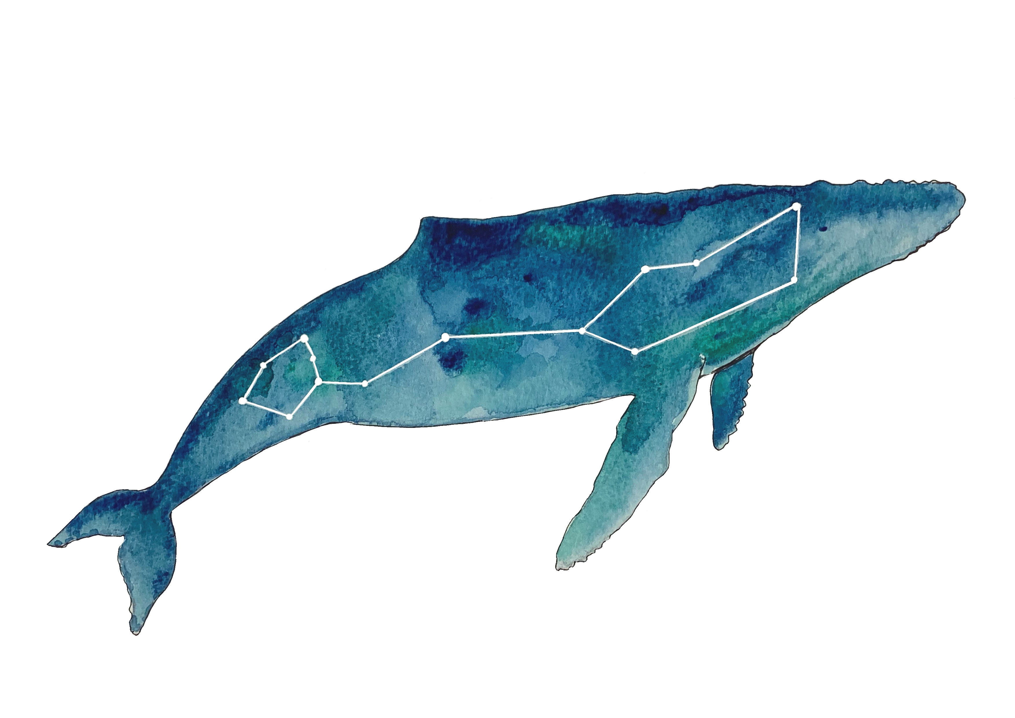 Ballena. Técnica Acuarela