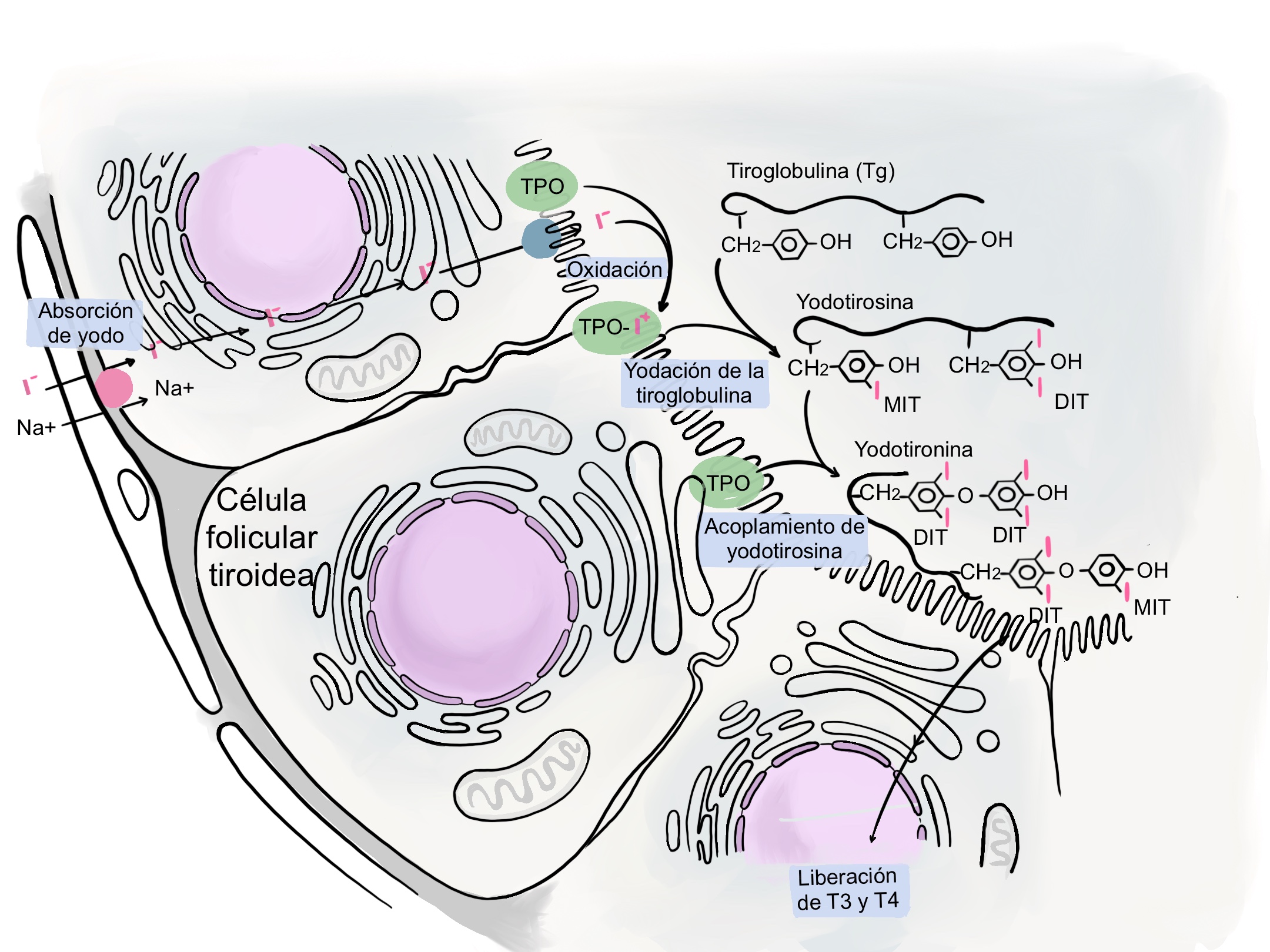 celula. Técnica digital