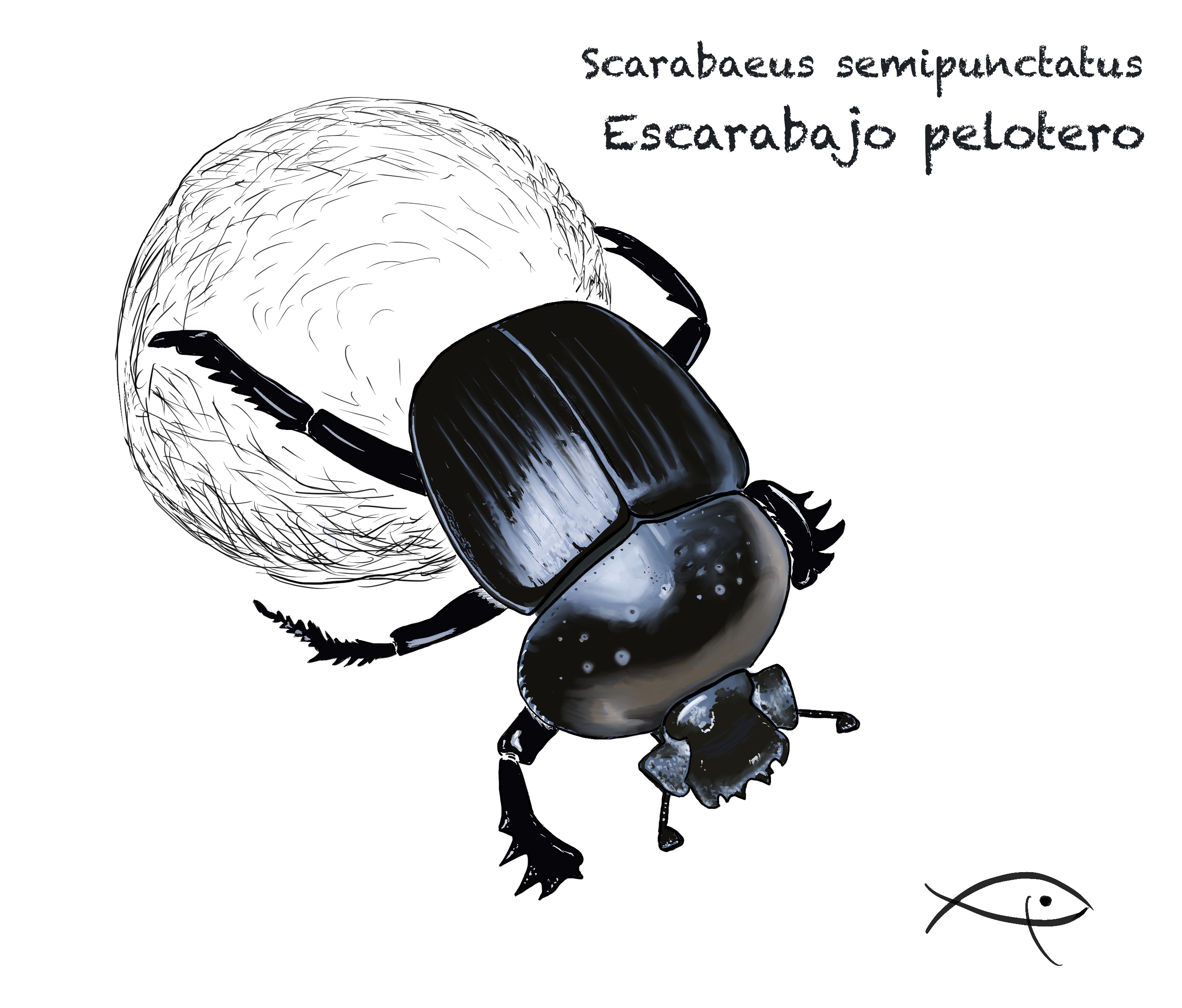 Escarabajo pelotero. Técnica digital